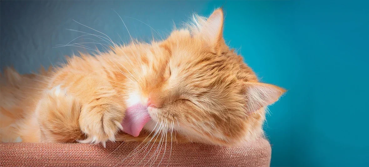 Cat Skin Allergies: Signs of Itching and Irritation to Watch For