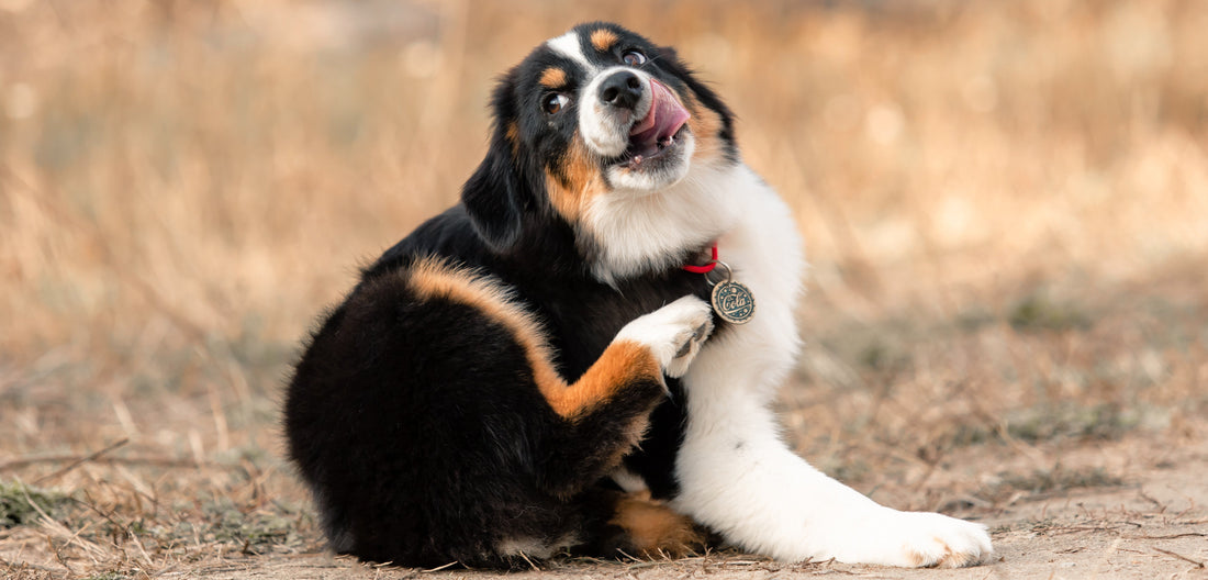 Signs of Skin Allergies & Itching in Dogs: Causes and Relief Tips