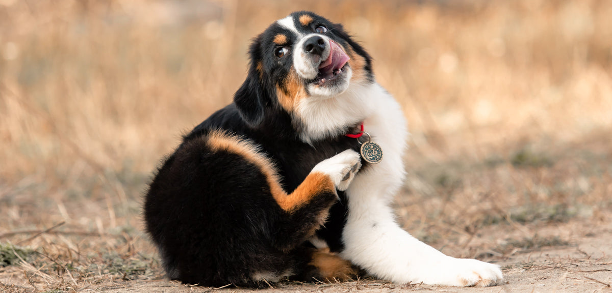 Signs of Skin Allergies & Itching in Dogs: Causes and Relief Tips