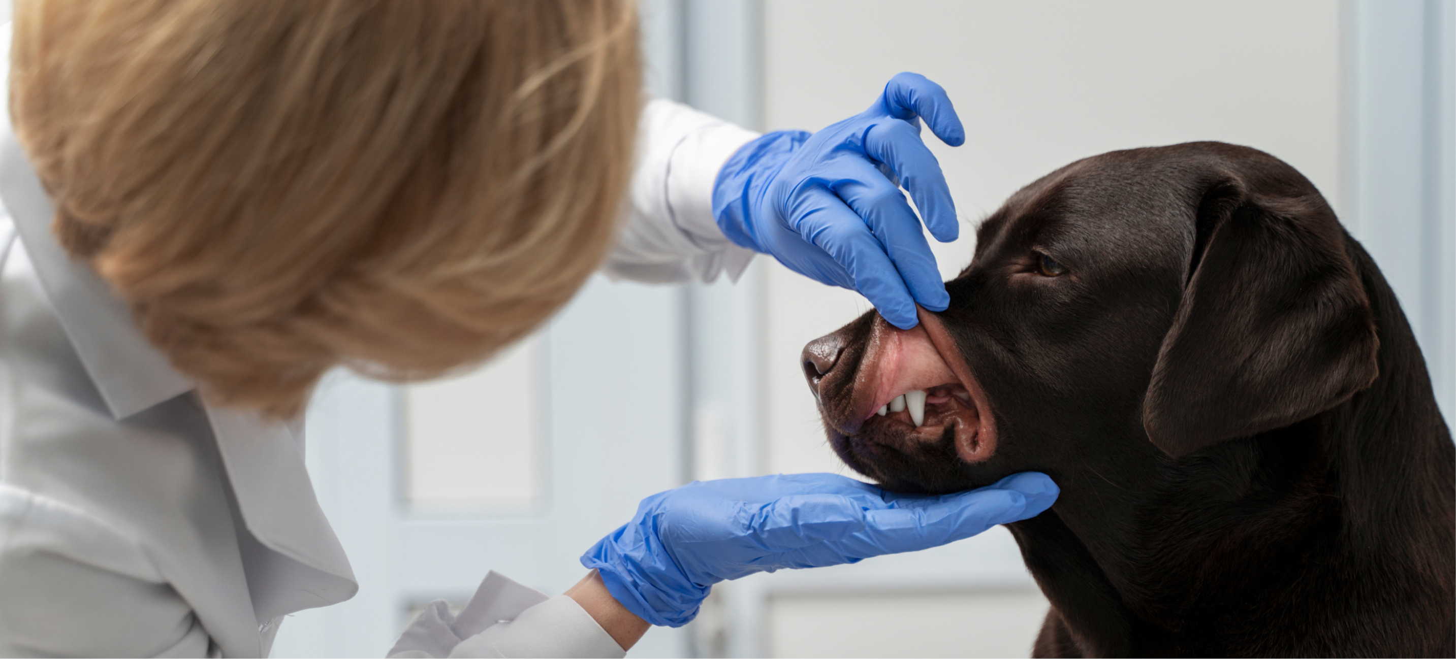 Dental Health in Dogs and Its Impact on Overall Well-Being