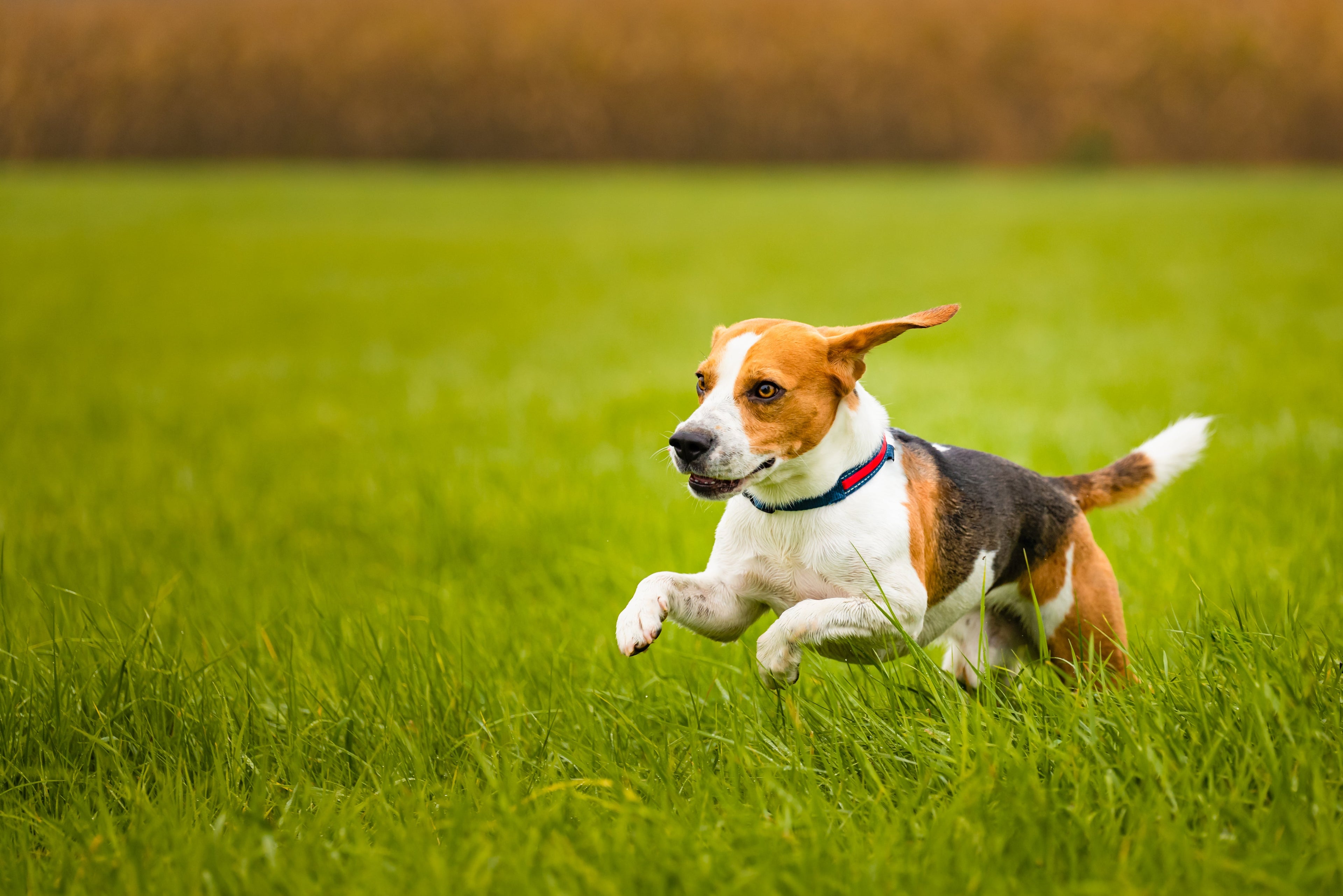 Do Dogs (and Cats) Need a Daily Multivitamin?