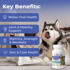 Pet Scholars 1-TDC Dental and Joint Health Softgel Supplement for Dogs and Cats - Dog & Cat Joint Supplement 2